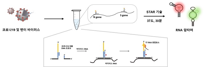 (그림1) 코로나19 및 변이 바이러스의 신속 검출을 위한 신규 등온핵산증폭기술의 모식도